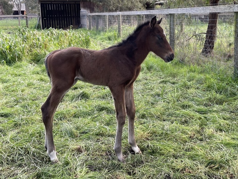 099 Cheron Samsi x Wooded br c 08-05